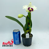 Cattleya Shirayukihime 'M'