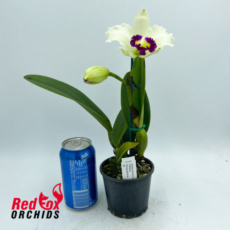 Cattleya Shirayukihime 'M'