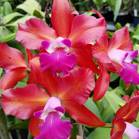 Cattlianthe Topaz Saucy 'Hot'