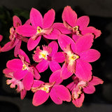 Epidendrum Topaz Special 'Elegante' HCC/AOC
