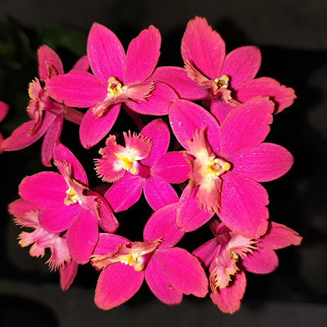 Epidendrum Topaz Special 'Elegante' HCC/AOC