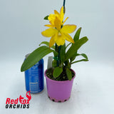 Jackfowlieara Appleblossom 'Topaz Gold'