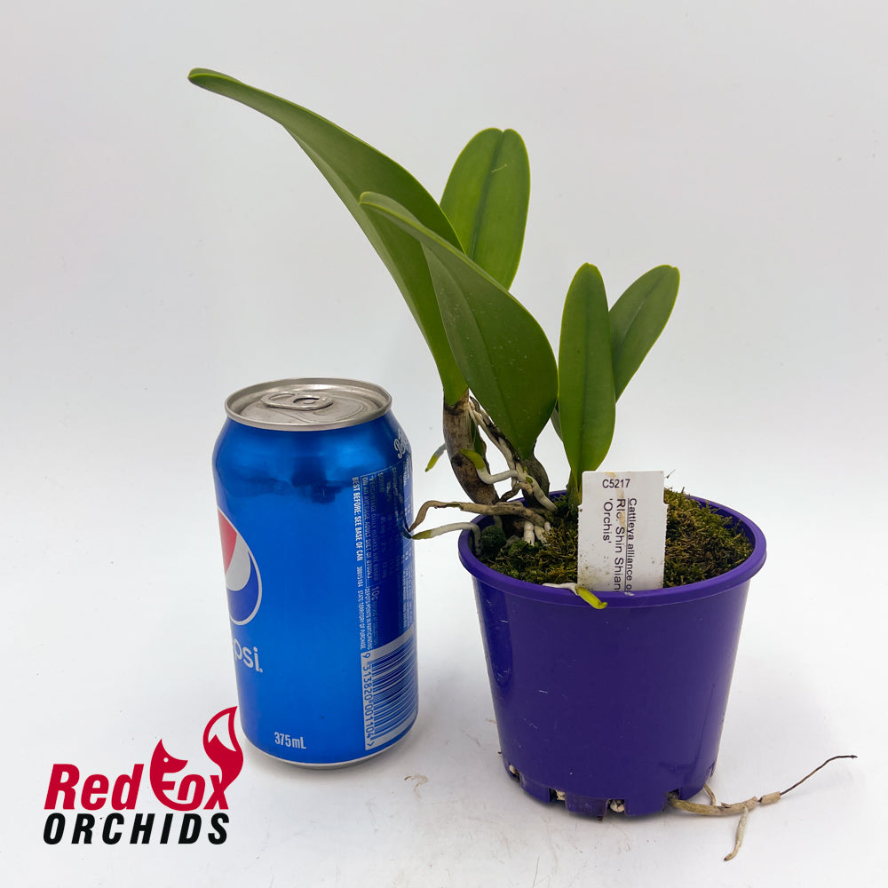 Rhyncholaeliocattleya Shin Shiang Diamond 'Orchis'