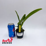 Rhyncholaeliocattleya Swan's Lolly 'Topaz Velvet'