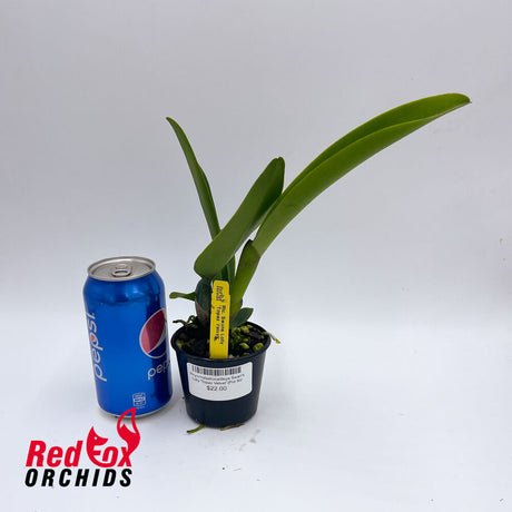 Rhyncholaeliocattleya Swan's Lolly 'Topaz Velvet'