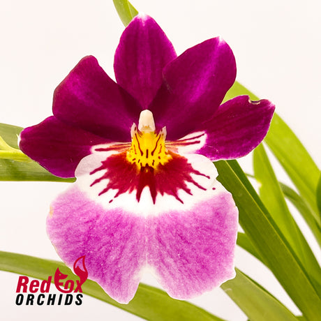 Miltoniopsis Ananda Apple 'Fioretta'