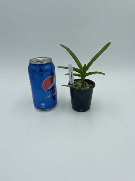 Vanda Pakchong Blue