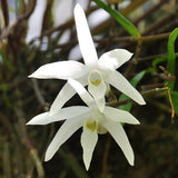 Dendrobium moniliforme 'Tenpou' x 'Hakutsura'