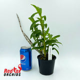 Dendrobium officinale x fimbriatum