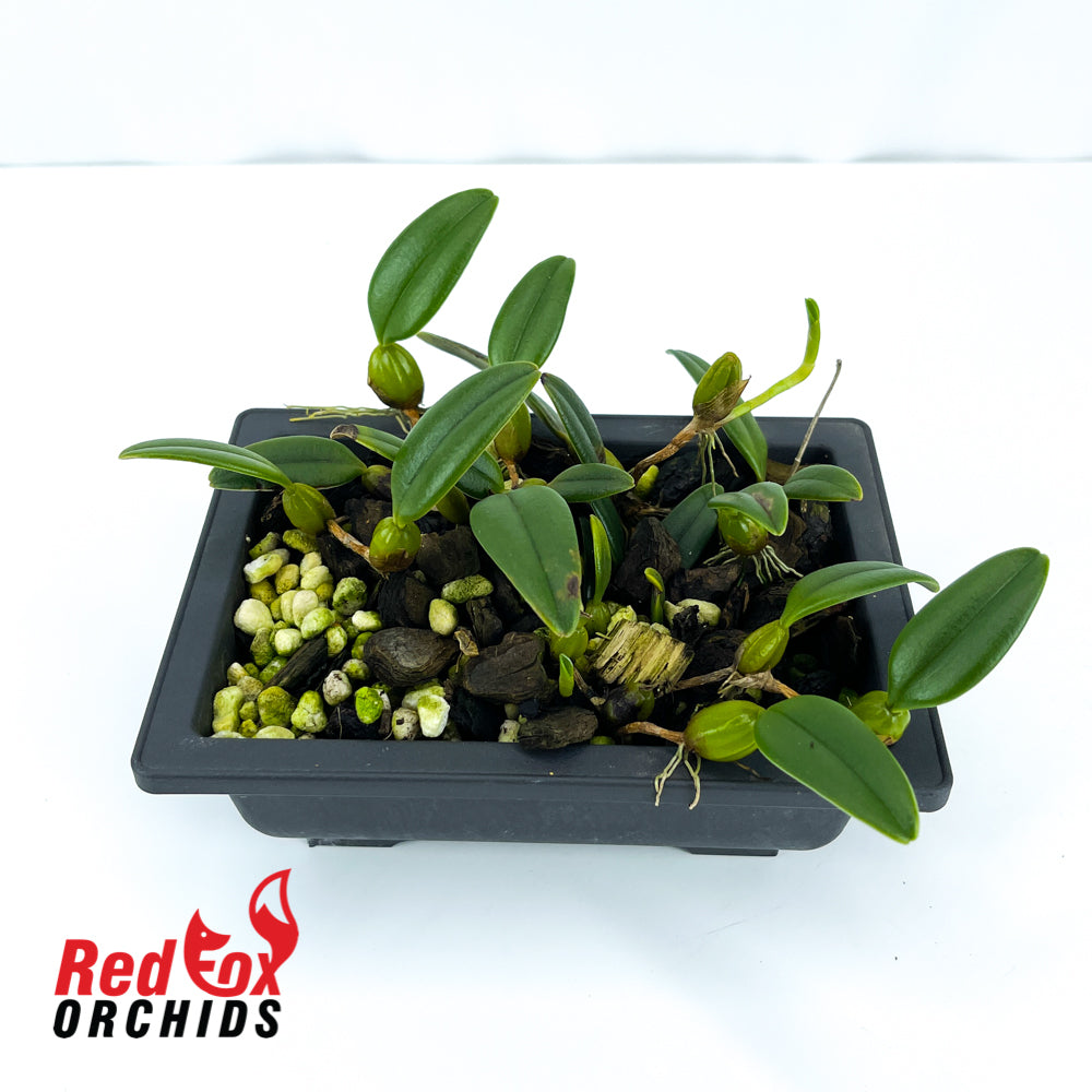 Bulbophyllum lasiochilum 'Yellow'