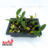 Bulbophyllum lasiochilum 'Yellow'