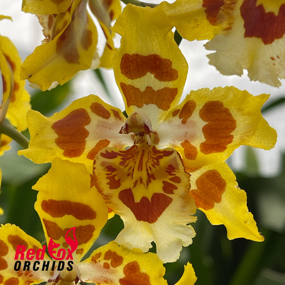 Wilsonara Ouroarvore 'Brazil'