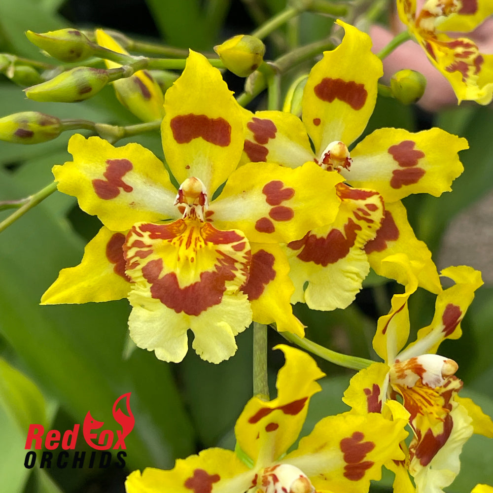 Wilsonara Ouroarvore 'Brazil'