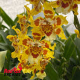 Wilsonara Ouroarvore 'Brazil'