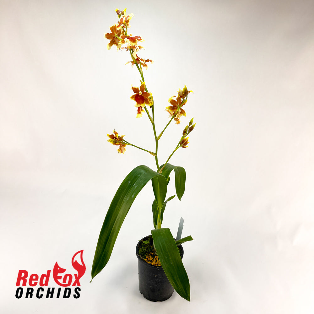 Burrageara Leopoldo 'Ancheta'