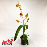 Burrageara Leopoldo 'Ancheta'