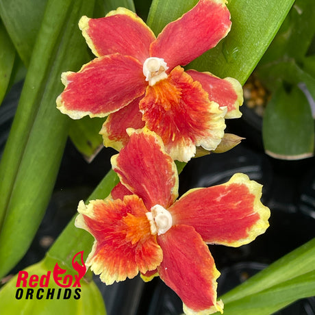 Burrageara Leopoldo 'Ancheta'