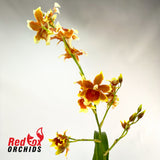 Burrageara Leopoldo 'Ancheta'