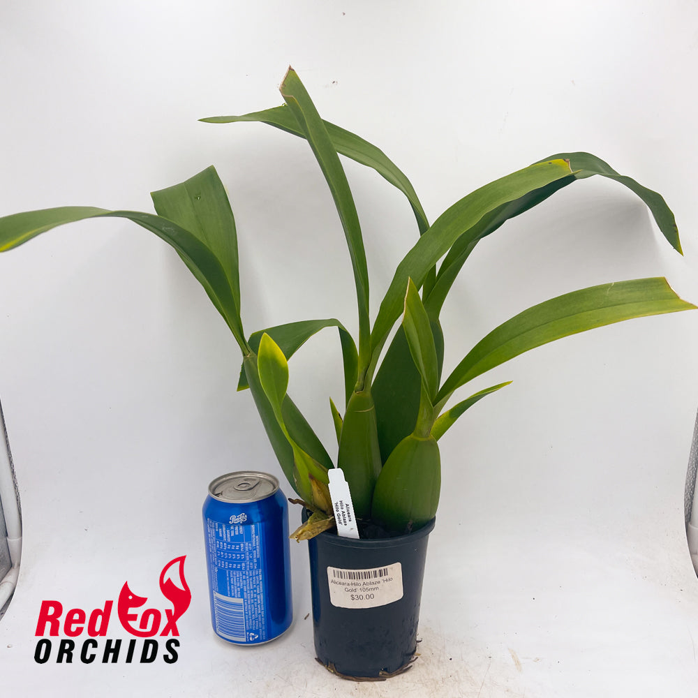 Aliceara Hilo Ablaze 'Hilo Gold'