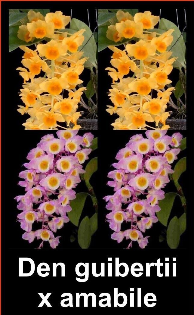 Dendrobium guiberti x amabile
