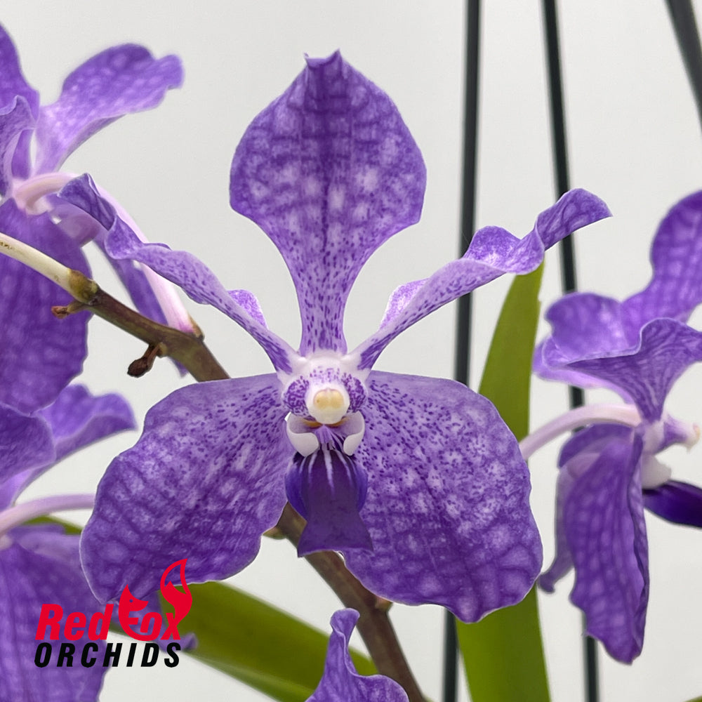 Vanda coerulea x luzonica