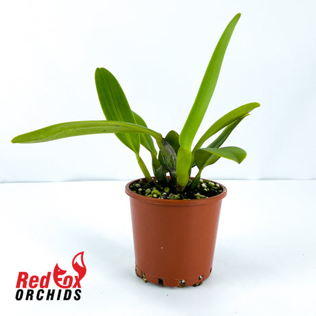 Cattleya labiata var. semi-alba x same