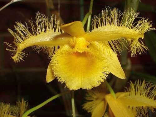 Dendrobium harveyanum