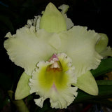 Rhyncholaeliocattleya (Ploenpit Golden Delight x Mahina Yahiro) 'Topaz Imperial'