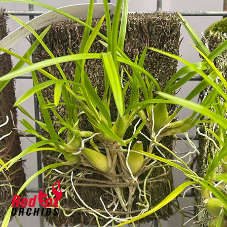 Ornithophora radicans