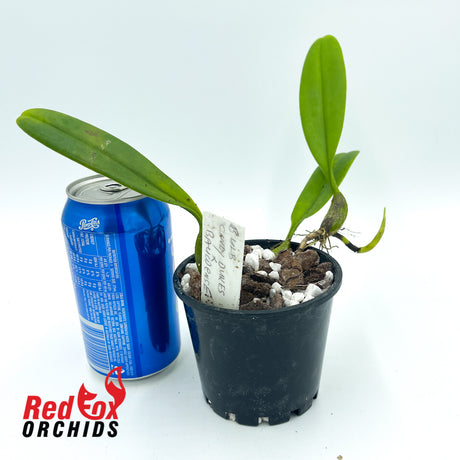 Bulbophyllum Cindy Dukes x baucoense