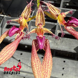 Bulbophyllum Cindy Dukes x baucoense