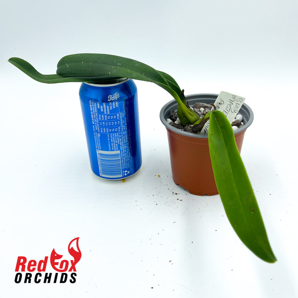 Bulbophyllum mastersianum x fenestratum
