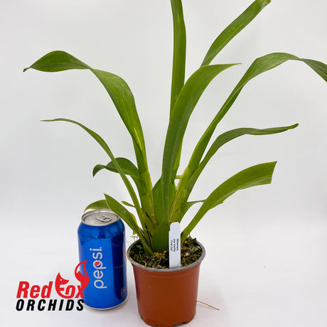 Wilsonara Joe Vanilla 'First Out'