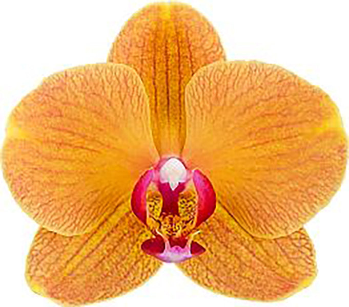 Phalaenopsis Carrot Cake