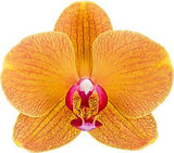 Phalaenopsis Carrot Cake