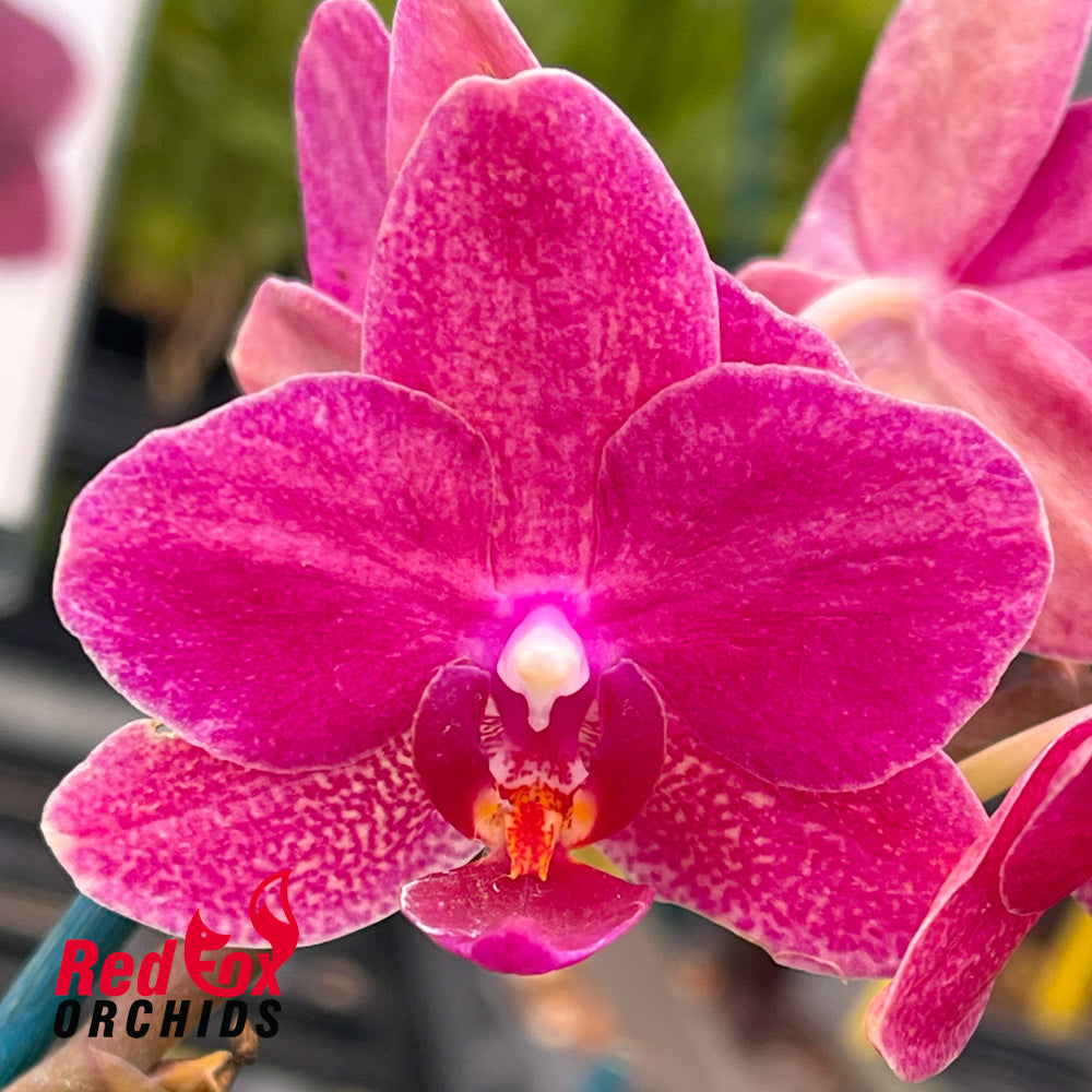 Phalaenopsis Scarlet Jubilee