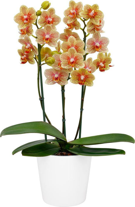 Phalaenopsis Sandcastle