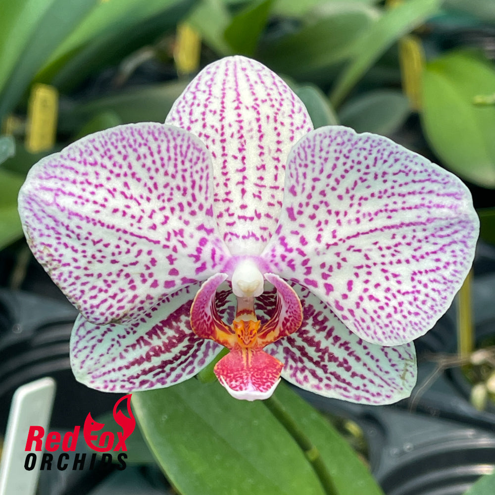 Phalaenopsis Kan (Py)