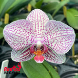 Phalaenopsis Kan (Py)