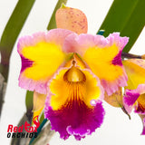 Rhyncholaeliocattleya Hawaiian Lightning 'Fiesta'