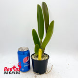 Rhyncholaeliocattleya Hawaiian Lightning 'Fiesta'