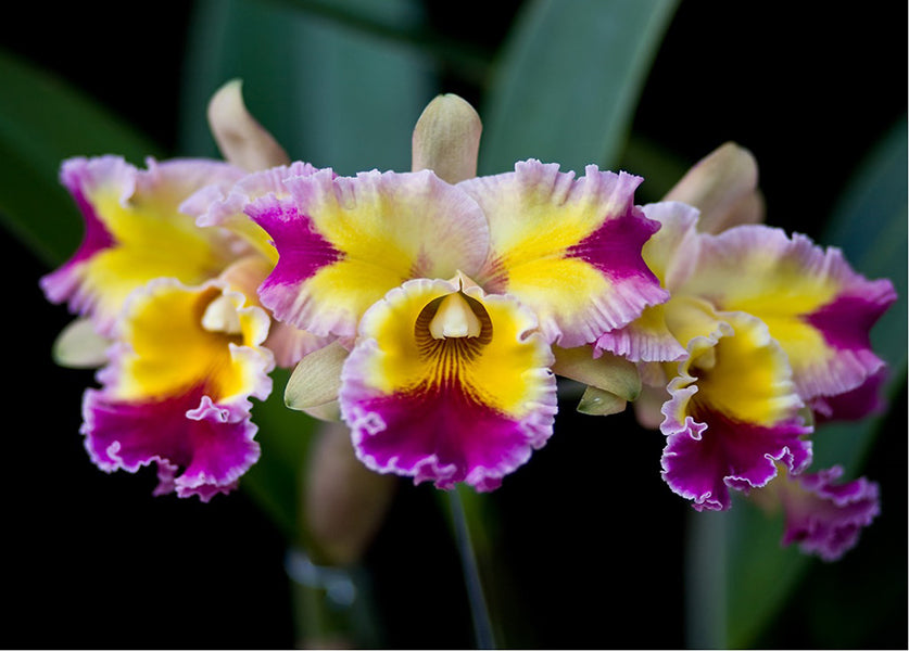 Rhyncholaeliocattleya Hawaiian Lightning 'Fiesta'