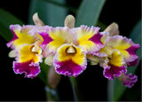 Rhyncholaeliocattleya Hawaiian Lightning 'Fiesta'