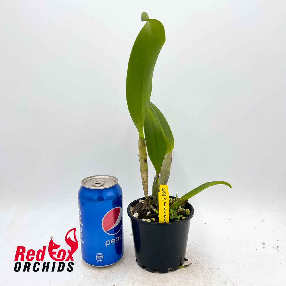 Laeliocattleya Mem. Robert Strait