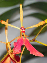 Renanthera vietnamensis