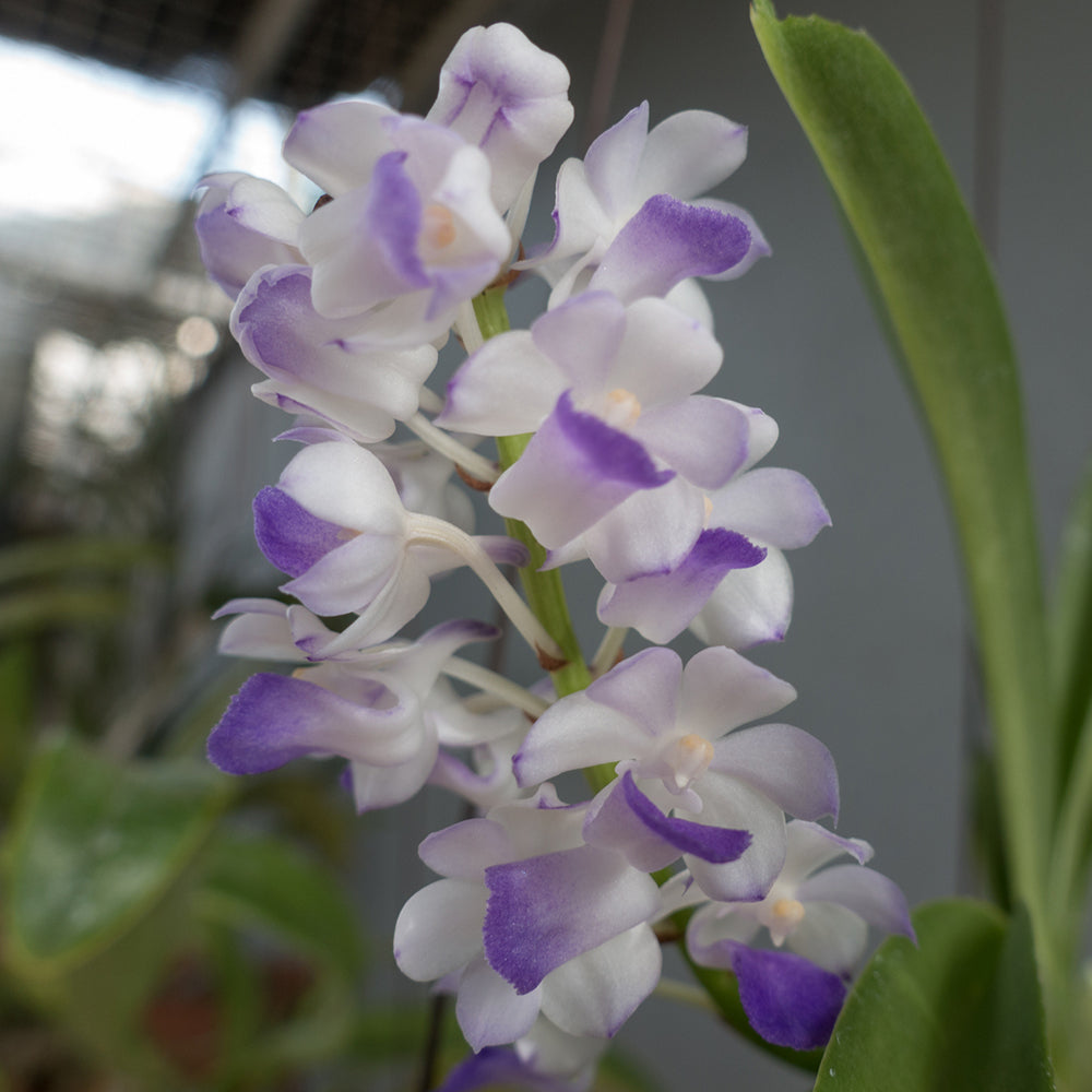 Rhynchostylis coelestis