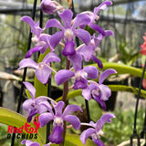 Rhynchostylis coelestis x Vanda luzonica