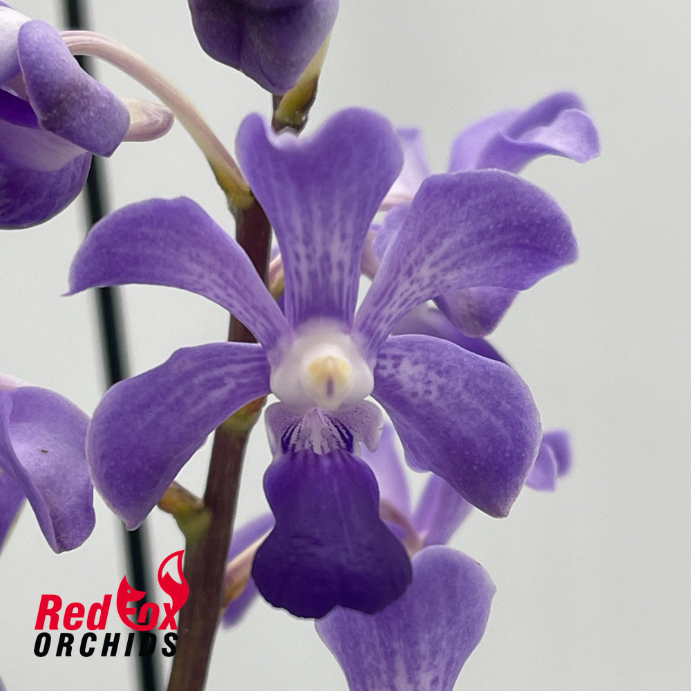 Rhynchostylis coelestis x Vanda luzonica