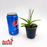 Vanda merrilli 'spots'