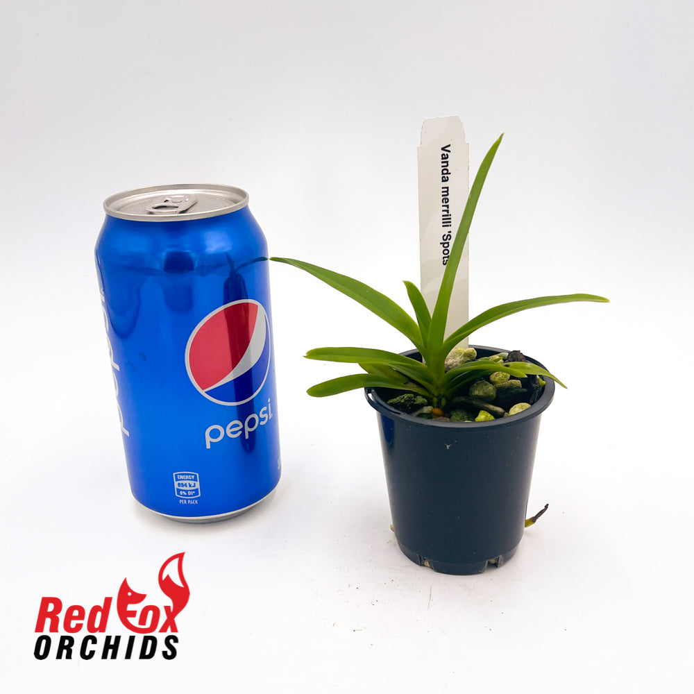 Vanda merrilli 'spots'